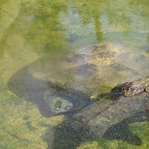 Malaysian Giant Pond Turtle