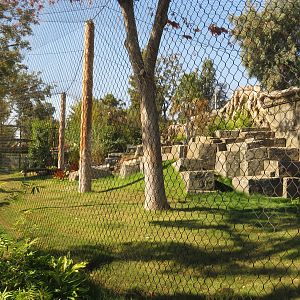 Malayan Tiger Exhibit