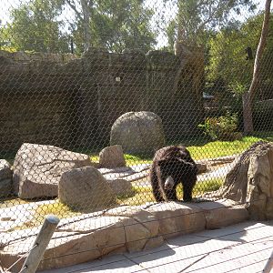 Spectating Sloth Bear