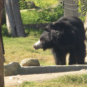 Sloth Bear