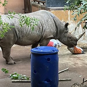 Female Black Rhino, Sita