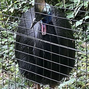 Southern Cassowary