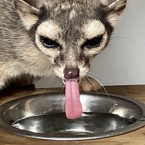Ringtail Drinking