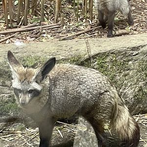 Bat Eared Fox and Pup