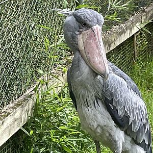 Female Shoebill, Abu
