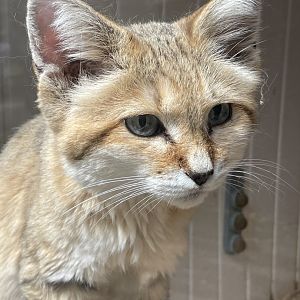 Arabian Sand Cat