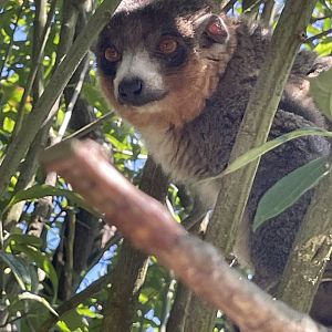 Mongoose Lemur