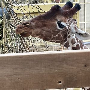 Hybrid Giraffe (???)