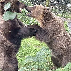 Eurasian Brown Bears Play Fighting