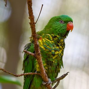 Scaly-breasted Lorikeet