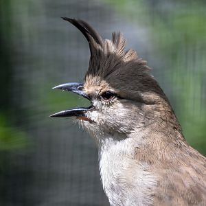 New Species at Currumbin: Chiming Wedgebill
