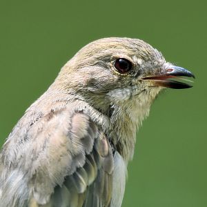 New Species at Currumbin: Australian Golden Whistler