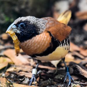 Chestnut-breasted Mannikin