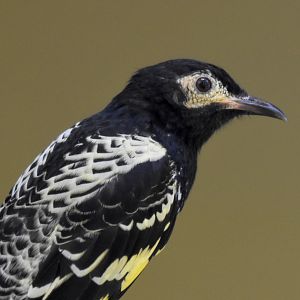 Regent Honeyeater