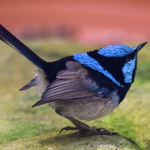 Superb Fairywren