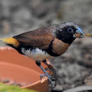 Chestnut-breasted Mannikin