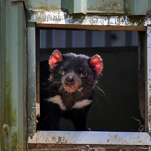 Tasmanian Devil