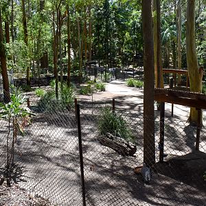 New Swamp Wallaby/Cape Barren Goose Walkthrough