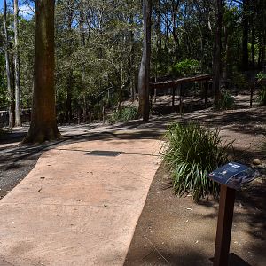 New Swamp Wallaby/Cape Barren Goose Walkthrough