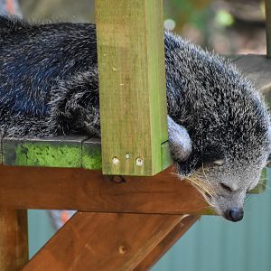 Binturong