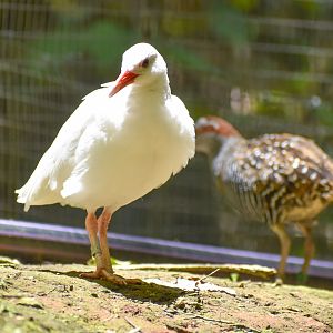 White Buff-banded Rail