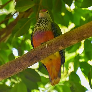Rose-crowned Fruit-Dove