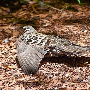 Common Bronzewing