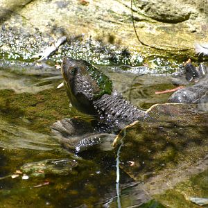 Mary River Turtle