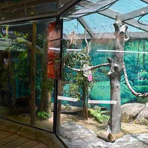 Scrub Python/Frilled Dragon/Boyd's Forest Dragon Enclosure