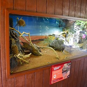 Spiny-tailed Monitor Enclosure