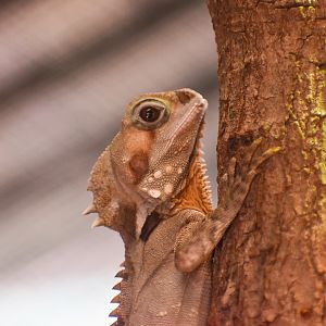 Boyd's Forest Dragon