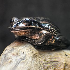 Green and Golden Bell Frog