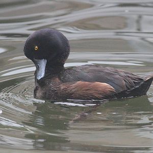 New Zealand Scaup drake
