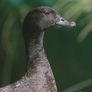 Paradise Shelduck drake