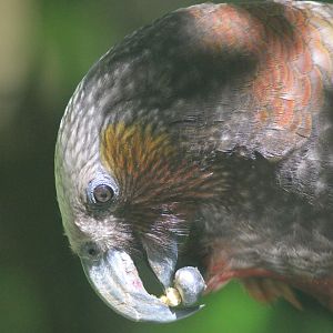 North Island Kākā