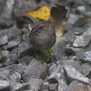 Common Dunnock