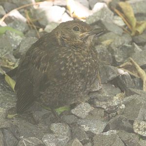 Common Blackbird juvenile
