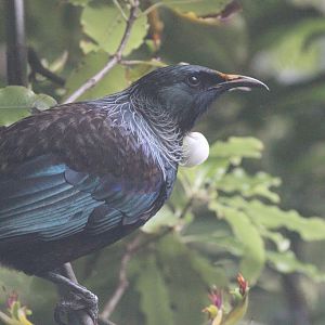 Tūī