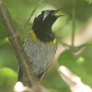 Stitchbird male