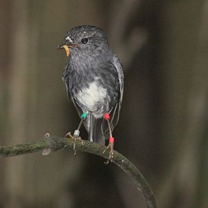 North Island Robin with prey