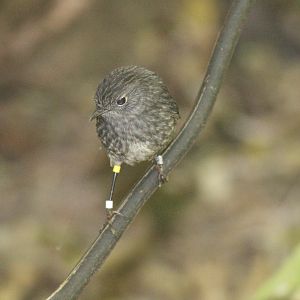North Island Robin juvenile
