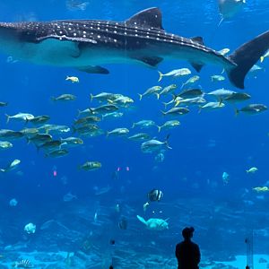 Whale Shark 2020
