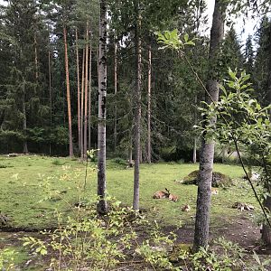 Fallow deer enclosure