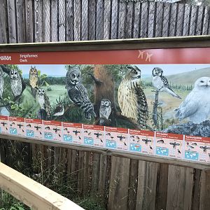 Owl signage