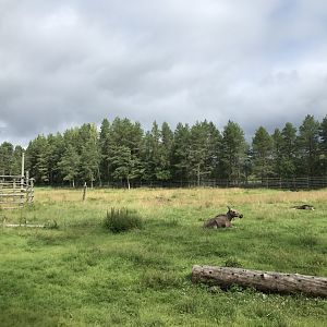 Eurasian elk enclosure