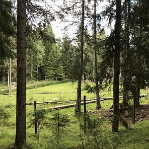 Finnish forest reindeer enclosure