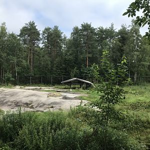 Eurasian wolf enclosure