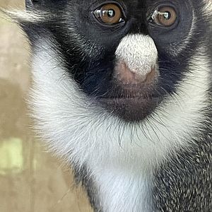 Lesser Spot-Nosed Guenon Close-up