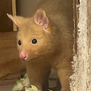 Tasmanian Golden Possum
