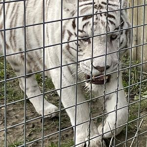 Male White Bengal Tiger, Mohan